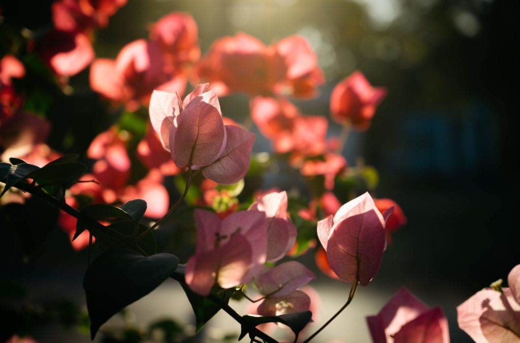bougainvillea-flower-in-sun-light-2022-12-07-04-50-11-utc (1)