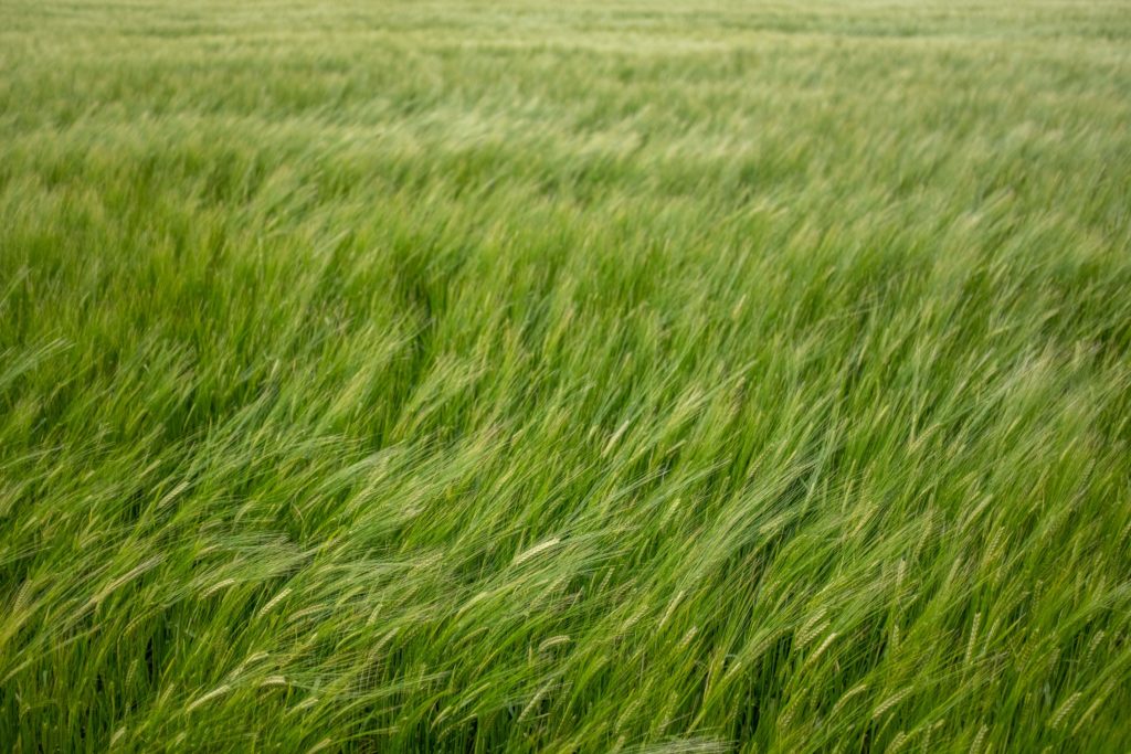 Background Of Wind Blowing In A Wheat field